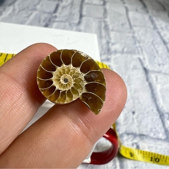 Authentic ammonite fossil tie tack or lapel pin - Picture 9 of 9